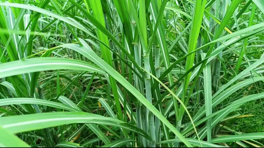 hot stepsister does not mind sharing her boyfriend with her stepsister